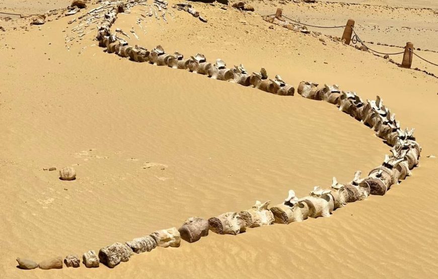 Private Day Tour to Whales Valley and Wadi El Rayan Waterfalls in El Fayoum from Cairo